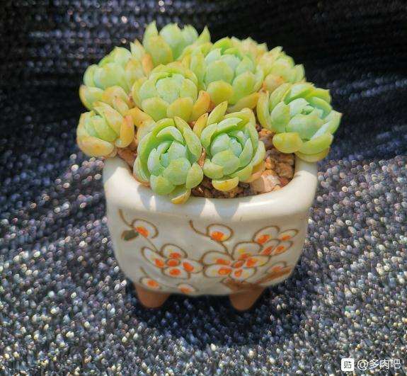 夏天了多肉都没有状态