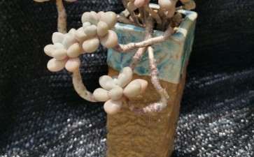 夏天了多肉都没有状态 怎么办 图片