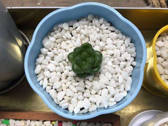 为什么说夏季最好不要入多肉