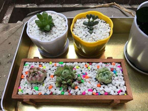 为什么说夏季最好不要入多肉