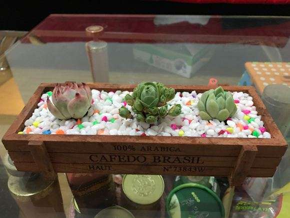 为什么说夏季最好不要入多肉