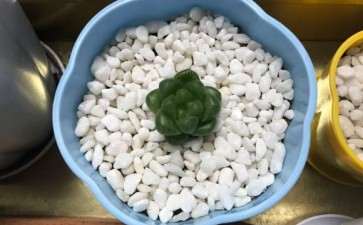 为什么说夏季最好不要入多肉 图片