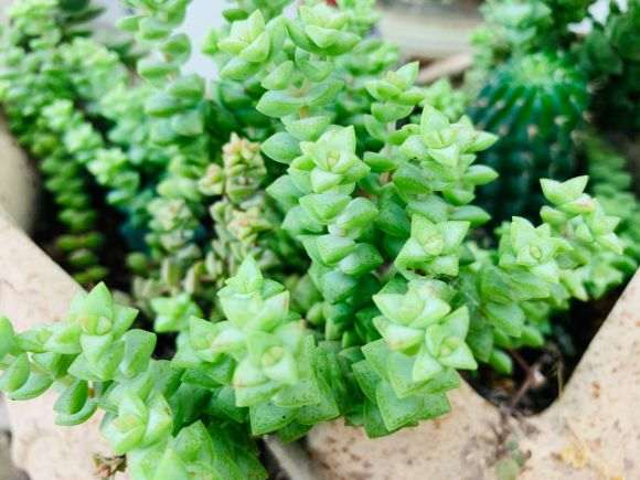 哪些多肉品种适合夏季