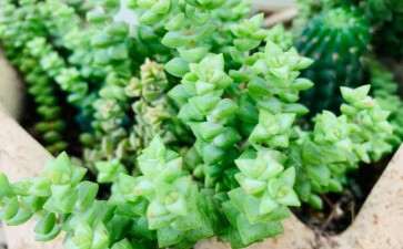 哪些多肉品种适合夏季呢 有多少