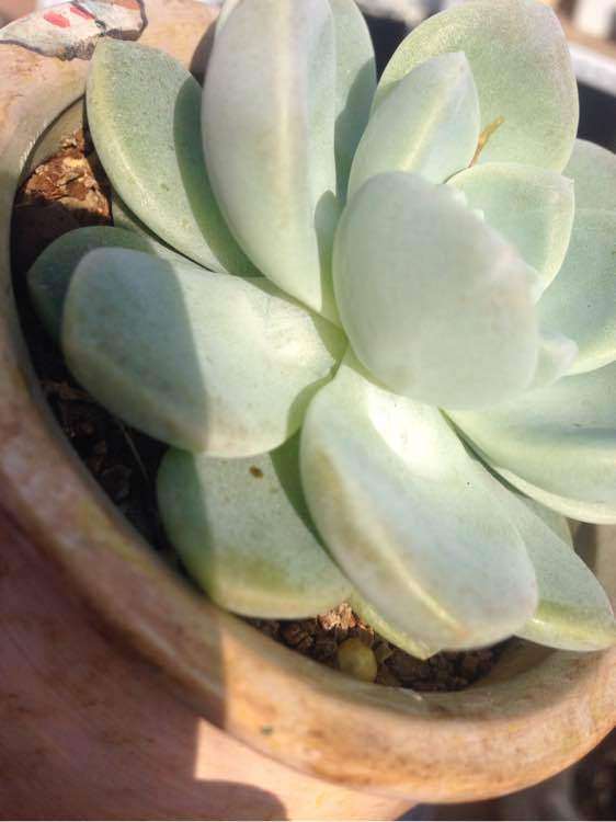 夏季多肉中层的叶子干瘪