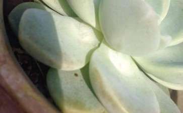 夏季多肉中层的叶子干瘪 是什么原因