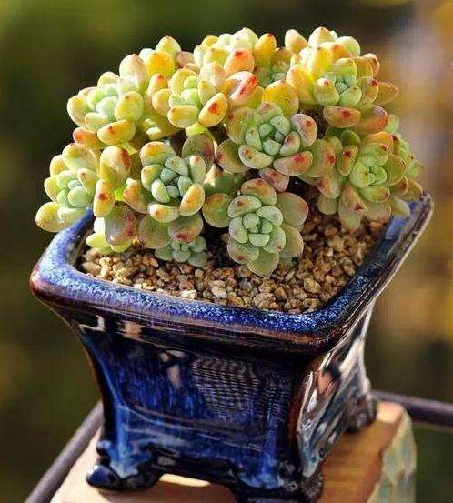 什么多肉品种是夏天生长的