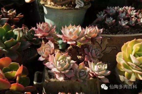 夏季多肉徒长怎么处理的方法