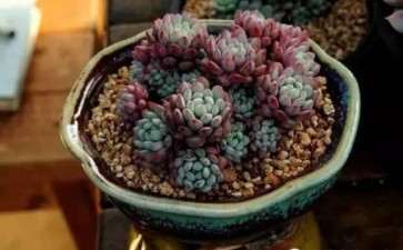 夏季多肉徒长怎么处理的方法