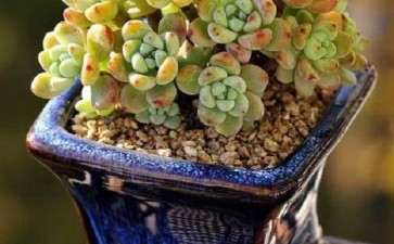 夏季多肉怎么正确浇水的方法