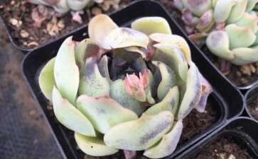 夏季多肉烟煤病怎么治疗的方法