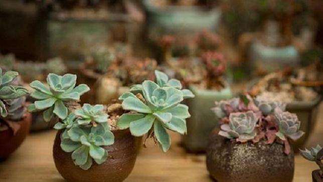 不同配比的基质对不同多肉植物生长的影响