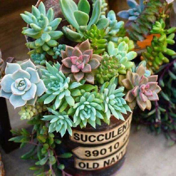 不同配比基质对多肉植物株高的影响