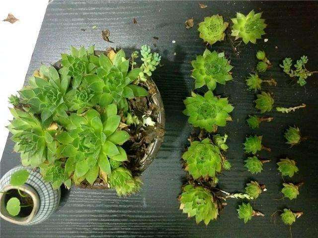 不同配比基质对多肉植物株高的影响