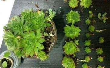 不同配比基质对多肉植物株高的4个影响