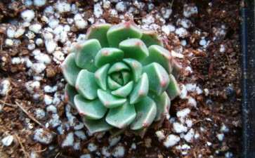 不同配比基质对多肉植物形态的影响