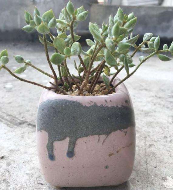 夏季有哪些多肉容易掉叶子