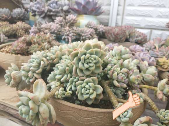 夏天多肉可以全天晒吗