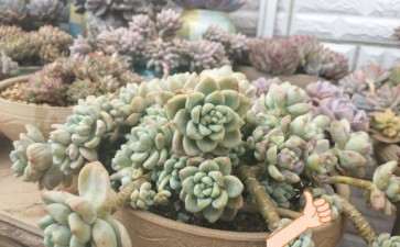 夏天多肉可以全天晒吗 怎么养