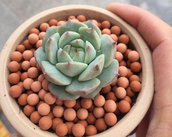 夏天多肉应该注意什么啊?各位大佬。