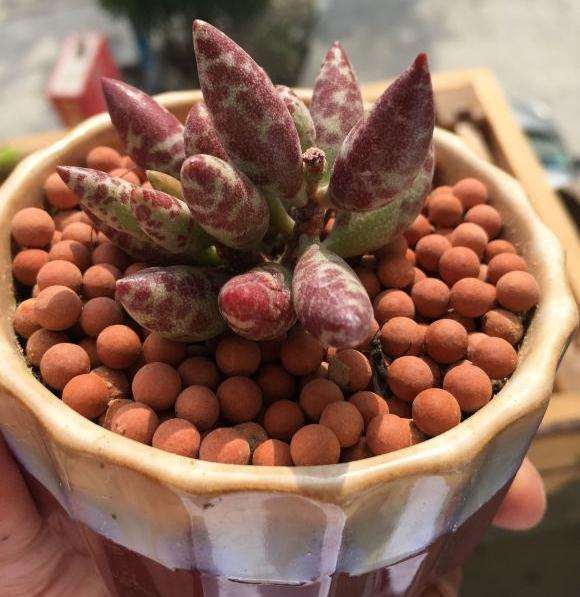 夏天多肉应该注意什么啊?各位大佬。