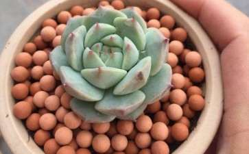 夏天多肉应该注意什么啊 怎么养 图片