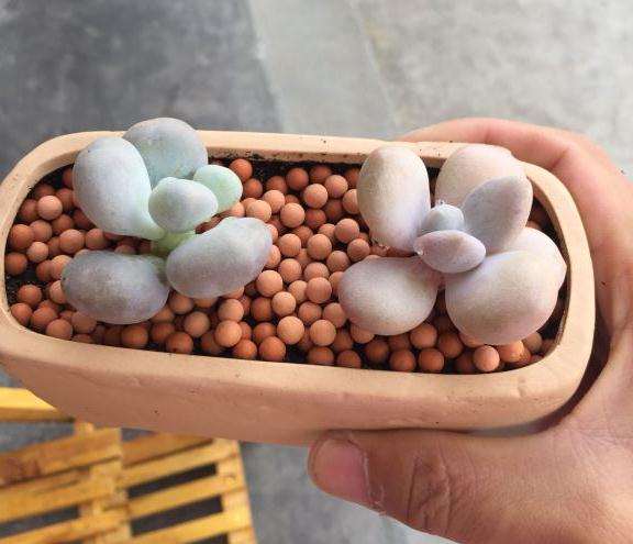 夏天多肉是上午晒太阳