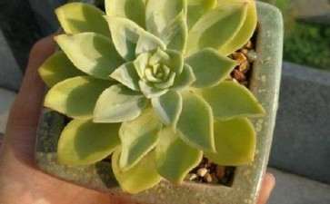 夏天多肉是上午晒太阳 还是下午晒