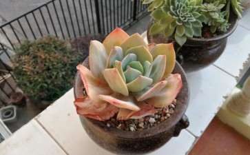 夏天多肉怎么度夏的方法 我来说说