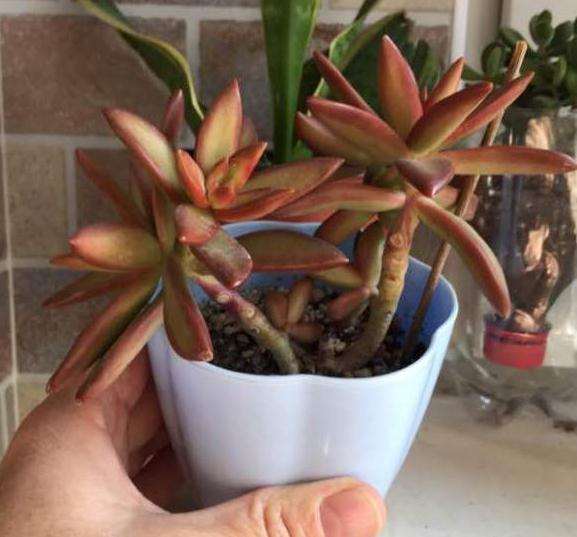 多肉植物多浇水