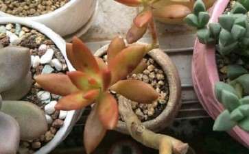 多肉植物多浇水 就可以长胖吗