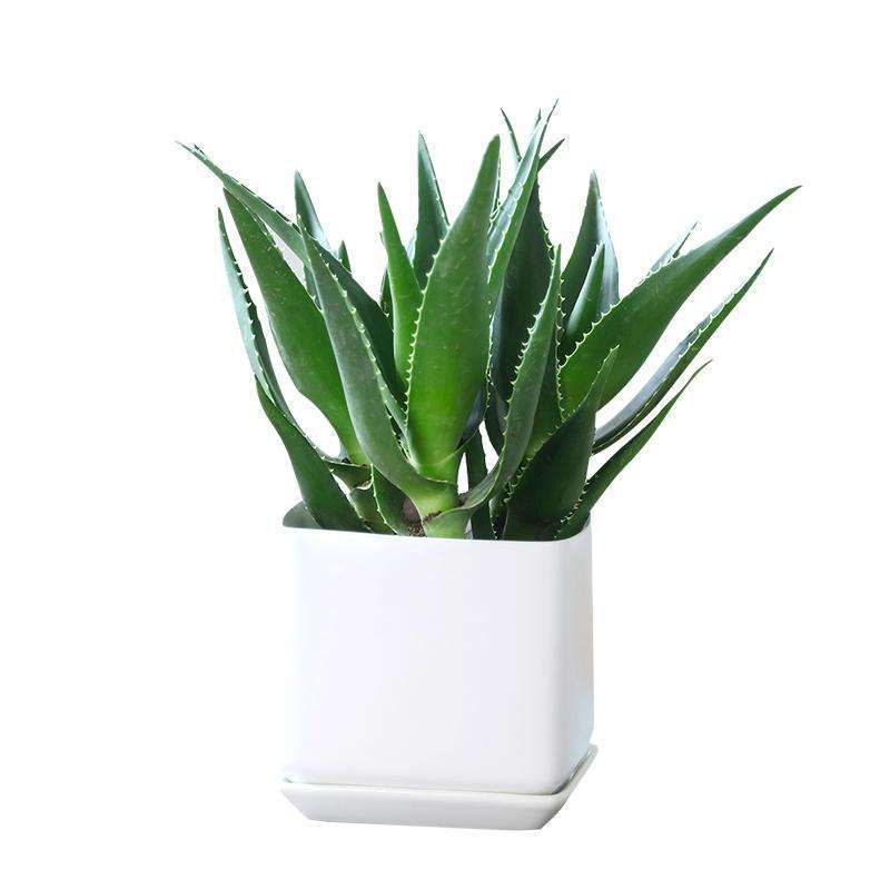 家庭阳台盆栽芦荟怎么种植7个技术