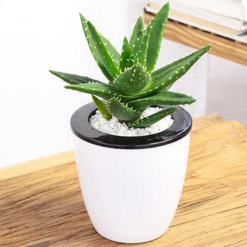 家庭阳台盆栽芦荟怎么种植7个技术