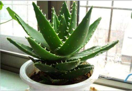 家庭阳台盆栽芦荟怎么种植7个技术