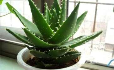 家庭阳台盆栽芦荟怎么种植7个技术