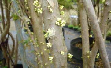 嘉宝果盆栽怎么肥水管理的方法