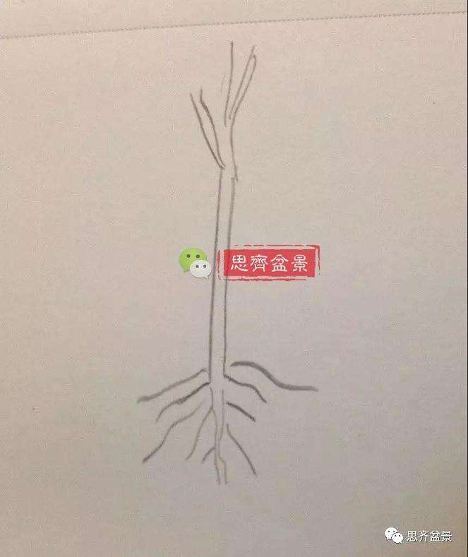 图解 盆景怎么根盘的简易方法