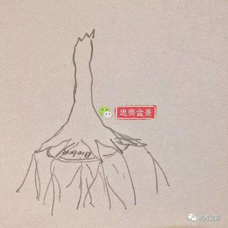 图解 盆景怎么根盘的简易方法