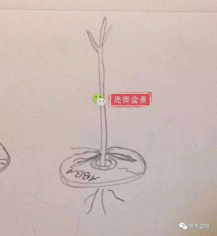 图解 盆景怎么根盘的简易方法