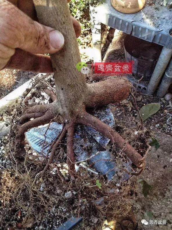 图解 盆景怎么根盘的简易方法