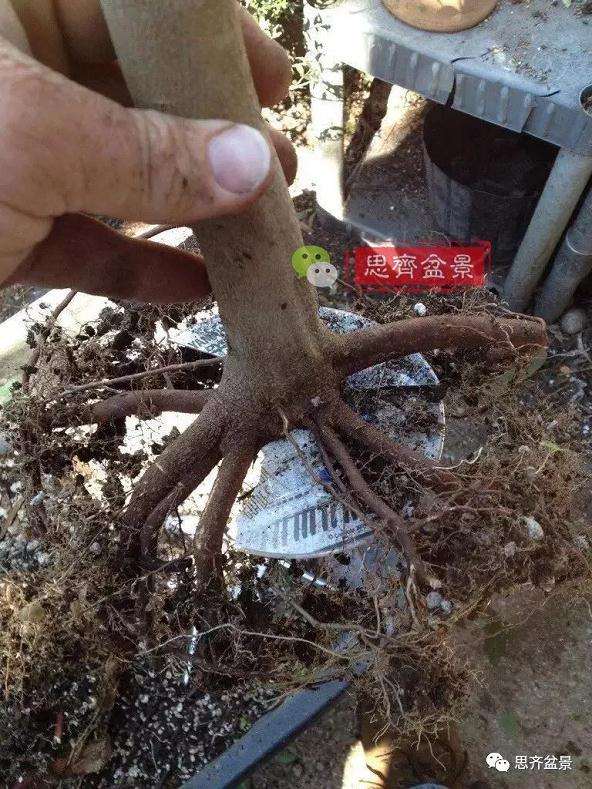 图解 盆景怎么根盘的简易方法