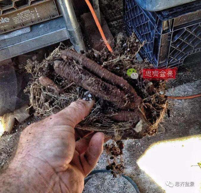 图解 盆景怎么根盘的简易方法