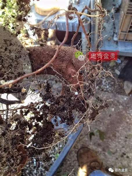 图解 盆景怎么根盘的简易方法