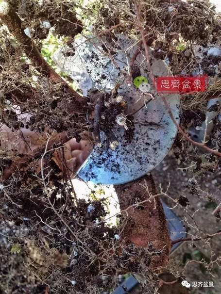 图解 盆景怎么根盘的简易方法