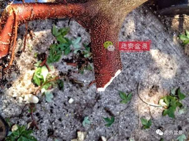 图解 盆景怎么根盘的简易方法