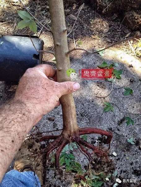 图解 盆景怎么根盘的简易方法