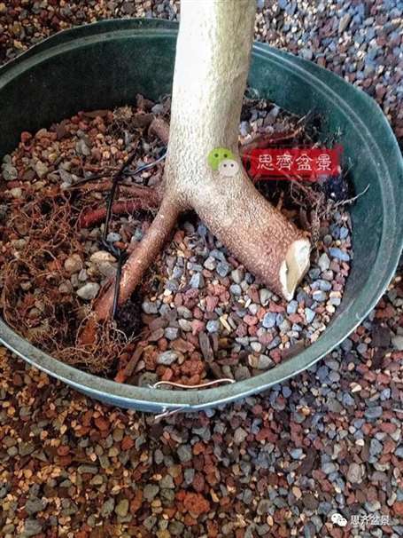 图解 盆景怎么根盘的简易方法