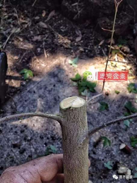 图解 盆景怎么根盘的简易方法