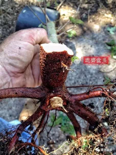 图解 盆景怎么根盘的简易方法