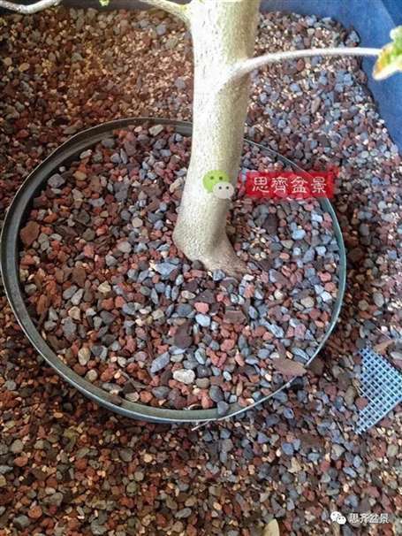 图解 盆景怎么根盘的简易方法